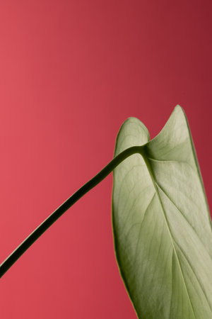 Close up of green leaf on red background with copy space. Colour, nature and texture.の写真素材