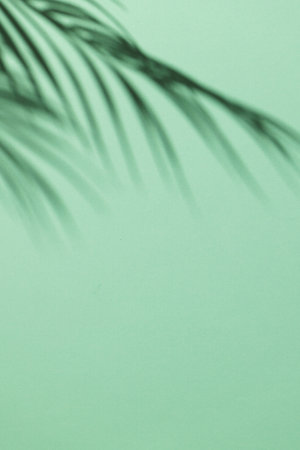 Close up of shadow of palm leaf and copy space on green background. Shadow, plant, shape and colour concept.の写真素材