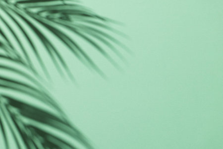 Close up of shadow of palm leaf and copy space on green background. Shadow, plant, shape and colour...