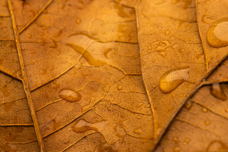 Micro close up of orange leaf with water drops and copy space. Micro photography, plant, pattern, texture and colour concept.の写真素材