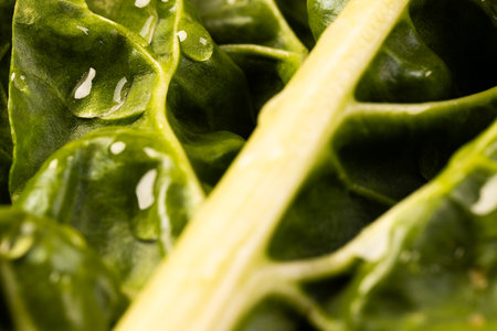 Micro close up of green leaf with water drops and copy space. Micro photography, plant, pattern,...