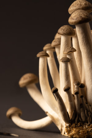 Micro close up of mushrooms with copy space on grey background. Micro photography, food, pattern, texture and colour concept.の写真素材