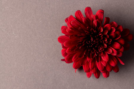 Micro close up of red flower with copy space on grey background. Micro photography, flower, pattern,...