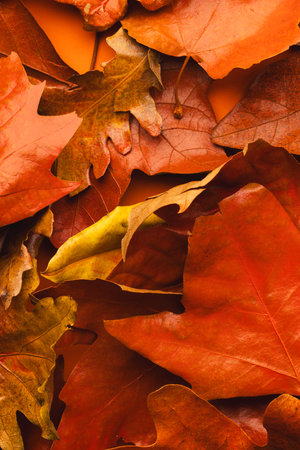 Vertical image of colourful autumn leaves lying on top of each other on orange background. Fall,...