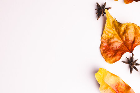 Autumn leaves and anise stars with copy space on white background. Fall, autumn, halloween, tradition and celebration concept.の写真素材