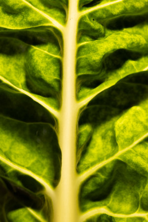 Micro close up of green leaf and copy space. Micro photography, plant, pattern, texture and colour...