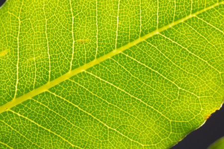 Micro close up of green leaf and copy space. Micro photography, plant, pattern, texture and colour...
