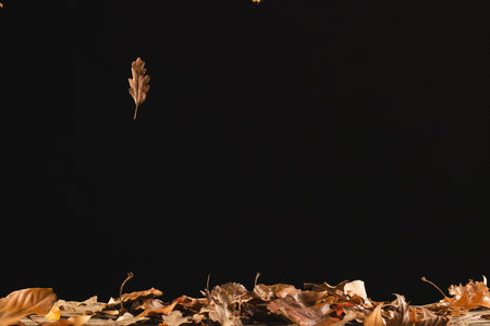 Autumn leaf falling with copy space on black background. Fall, autumn, halloween, tradition and celebration concept.の写真素材