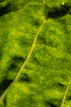 Micro close up of green leaf and copy space. Micro photography, plant, pattern, texture and colour...