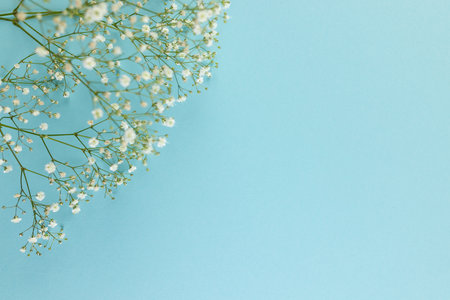 Multiple white flowers and copy space on blue background. Flower, plant, nature and colour concept.