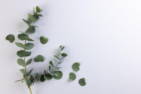 Green plant twigs with leaves and copy space on white background. Plant, shape, nature and colour concept.の写真素材
