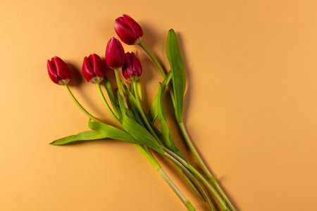 Bunch of red tulips and copy space on orange background. Flower, plant, shape, nature and colour concept.