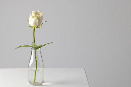White rose flower in glass vase and copy space on white background. Flower, plant, shape, nature and colour concept.の写真素材