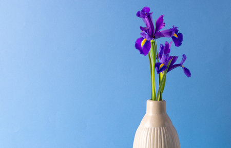Purple flowers in vase and copy space on blue background. Flower, plant, shape, nature and colour concept.の写真素材