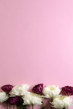 Vertical image of white and purple flowers with copy space on pink background. Flower, plant, shape, nature and colour concept.の写真素材
