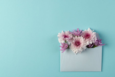 White and pink flowers in white envelope and copy space on blue background. Flower, plant, shape, nature and colour concept.の写真素材