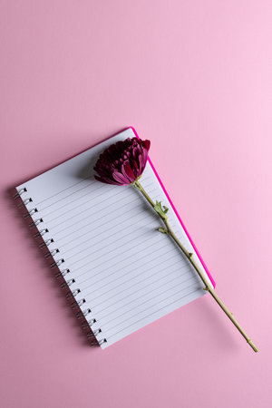 Vertical image of purple flower on notebook and copy space on pink background. Flower, plant, shape, nature and colour concept.の写真素材