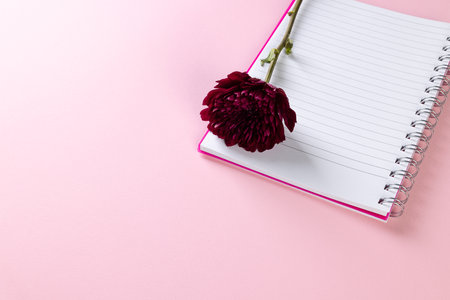 Purple flower on notebook and copy space on pink background. Flower, plant, shape, nature and colour concept.の写真素材
