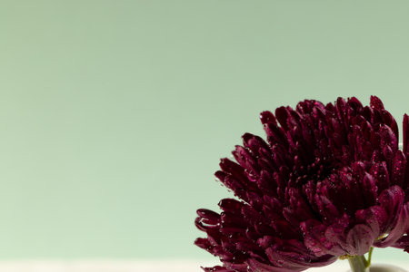 Purple flower and copy space on green background. Flower, plant, shape, nature and colour concept.の写真素材