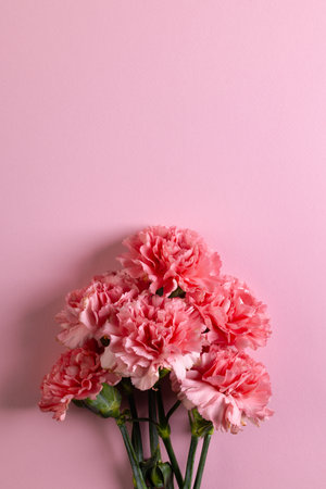 Bunch of pink carnation flowers with copy space on pink background. Flower, plant, shape, nature and colour concept.の写真素材