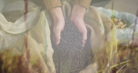 Composite of hands digging in sack of berries, and moving grass in sunlight. agriculture, nature and industry concept digitally generated image.の写真素材