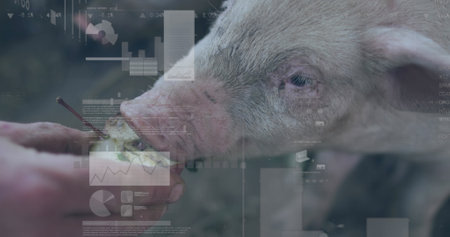 Image of financial data processing over pigs. Global farming, business, finances, computing and data processing concept digitally generated image.の写真素材