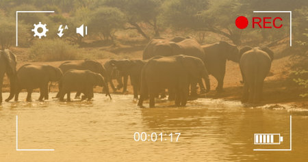 Image of frame over elephants on savanna. National wildlife and digital interface concept digitally generated image.の写真素材