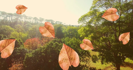 Image of orange autumn leaves falling in park. seasons, autumn, fall, colour and nature concept...