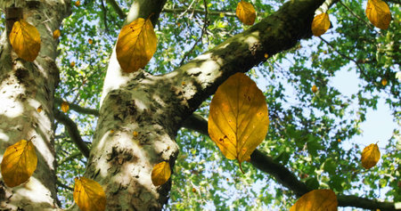 Image of autumn leaves and branches against low angle view of trees and blue sky. Autumn and fall season conceptの写真素材