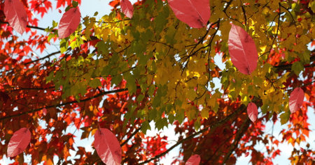 Image of autumn leaves falling against view of trees and sky. Autumn and fall season concept