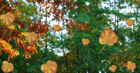 Image of autumn leaves falling against low angle view of trees and sky. Autumn and fall season...