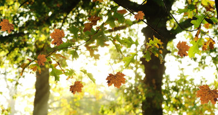 Image of autumn leaves floating and falling against view of sun shining through the trees. Autumn...