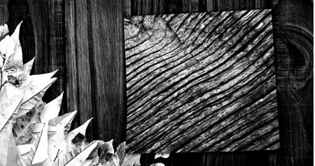 Image of plant leaves and changing wood grain pattern, black and white. Nature, energy and change, monochrome abstract background concept digitally generated image.の写真素材