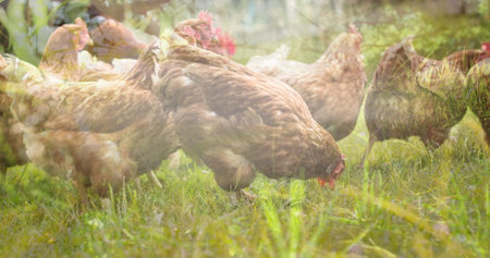 Composite image of tall grass against chickens in the farm. national pet month awareness conceptの写真素材