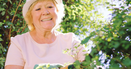 A gardener trimming up hedge with a pair of gardening shears on a sunny day
