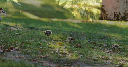 Pecking three goslings wandering on grassy park lawn with fallen leaves beside adult goose. Wildlife, nature, tranquility, pastoral, rural, serenity, aestheticの写真素材