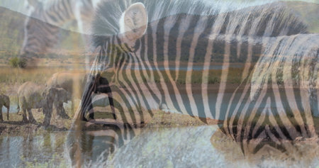 Image of zebras over elephants on savanna. National wildlife and digital interface concept digitally generated image.の写真素材
