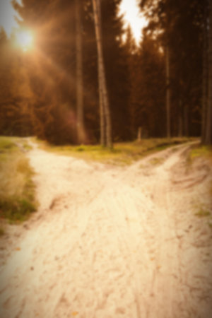 Sunlight and footpath amidst trees