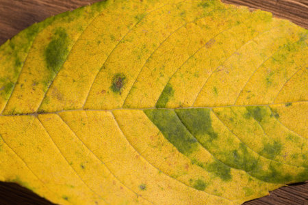 Yellow leaf with green patches and veins is lying flat on wooden surface in vector illustration. Nature, botanical, textures, organic, autumn, tranquility, earthyの写真素材