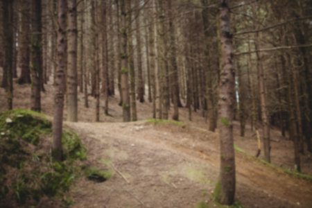 Tranquil scene of trees in forest