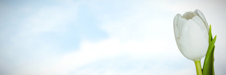 Flowers on sky background