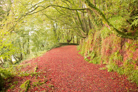 Peaceful autumn scene in forest in the countrysideの写真素材