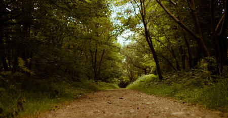 Central dirt path is winding into dense forest in flat design, showing stones and ferns. Nature,...