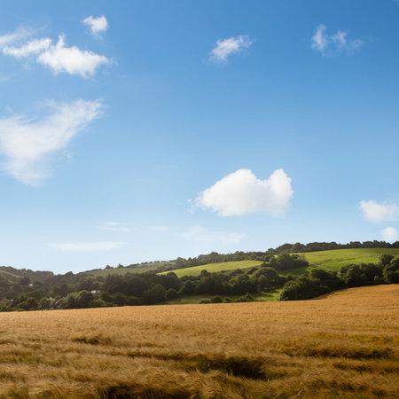 Golden wheat field is swaying in flat design farm scene, showing green hills and white clouds. Agrarian, pastoral, nature, landscape, tranquility, countryside, eco-friendlyの写真素材