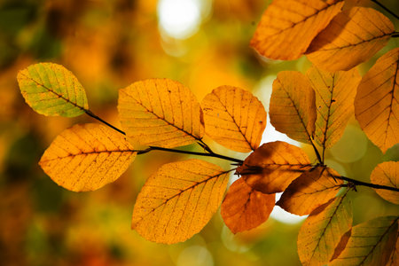 Cluster of autumn leaves is glowing on slender branch in flat design, creamy bokeh background....