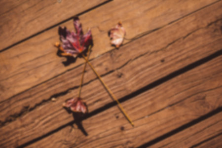 High angle view of fallen twig on boardwalk
