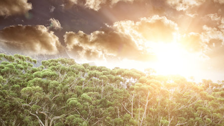 Forest under sunset sunbeamsの写真素材