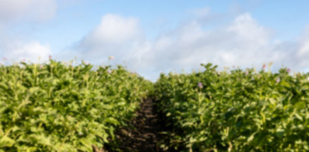Scenic view of crops on field against skyの写真素材