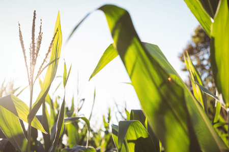Flat design scene is showing sunlit corn stalks with vibrant green leaves and tassels. Agriculture,...
