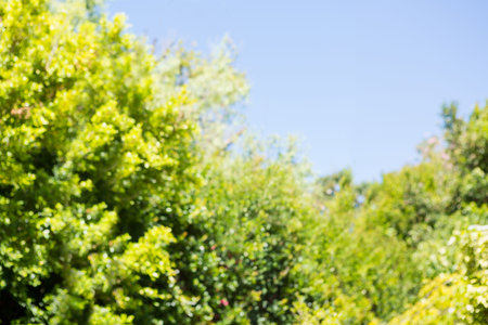 Low angle view of trees against clear skyの写真素材